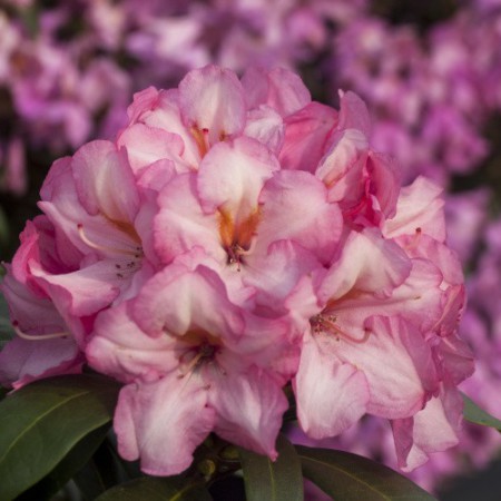 Rhododendron yakushimanum 'Herbstzauber' ®