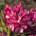 Rhododendron Hybride 'Prinz Karneval'