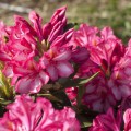 Rhododendron Hybride 'Prinz Karneval'