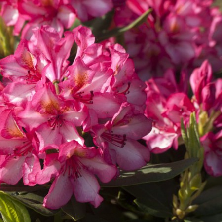 Rhododendron Hybride 'Prinz Karneval'