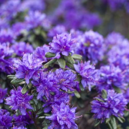 Rhododendron russatum 'Purple Pillow'