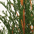 Thuja occidentalis 'Dark Embers' ®