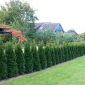 Thuja occidentalis 'Dark Embers' ®