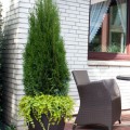 Thuja occidentalis 'Dark Embers' ®