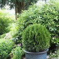 Thuja occidentalis 'Dark Embers' ®