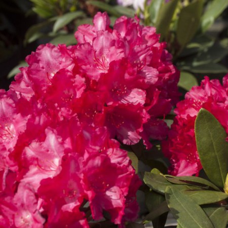 Rhododendron yakushimanum 'Astrid' -S-