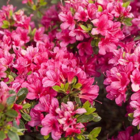 Rhododendron obtusum Kleiner Prinz