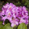 Rhododendron Hybride 'Pink Purple Dream' ®