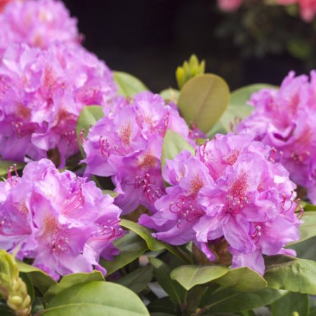Rhododendron Hybride 'Pink Purple Dream' ®