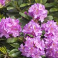 Rhododendron Hybride 'Pink Purple Dream' ®