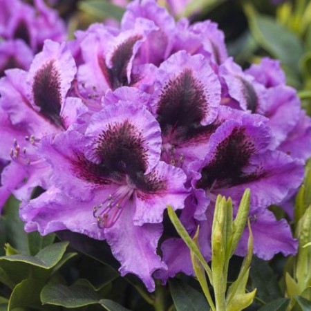 Rhododendron Hybr. 'Rhododendronpark Graal-Müritz'