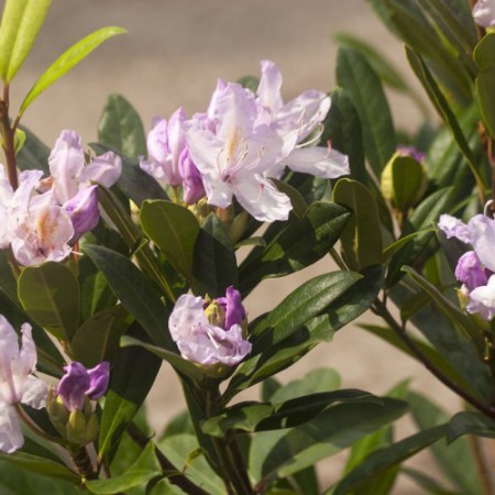 Rhododendron Hybride 'Septembercharm'