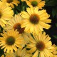 Echinacea 'Yellow Pearl'