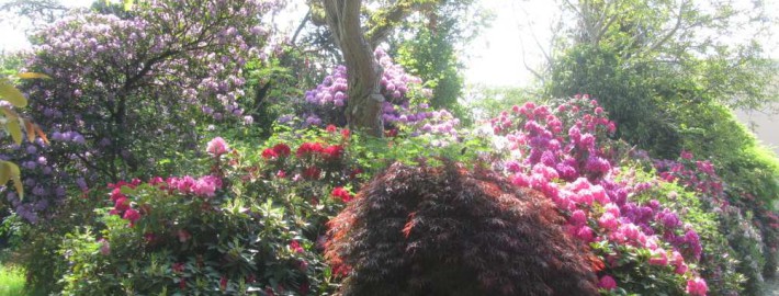 Rhododendron Beet in der Einfahrt