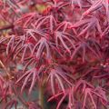 Acer palmatum 'Starfish' ®