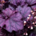 Heuchera 'Rex Purple'