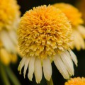 Echinacea 'Lemon Drop'