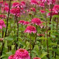 Echinacea 'Razzmatazz' ®