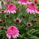 Echinacea 'Summer Candy' ®