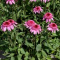 Echinacea 'Summer Candy' ®
