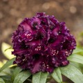 Rhododendron Hybride 'Dramatic Dark' ®