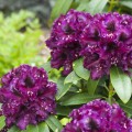 Rhododendron Hybride 'Dramatic Dark' ®