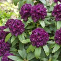 Rhododendron Hybride 'Dramatic Dark' ®