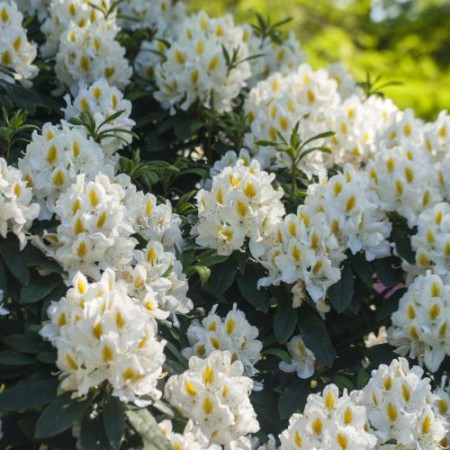 Rhododendron Hybride 'Madame Masson'