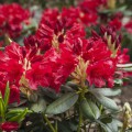 Rhododendron yakushimanum 'September Red'