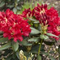 Rhododendron yakushimanum 'September Red'