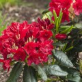 Rhododendron yakushimanum 'September Red'