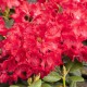 Rhododendron yakushimanum 'September Red'