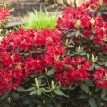 Rhododendron yakushimanum 'September Red'