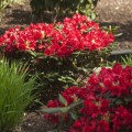 Rhododendron yakushimanum 'September Red'