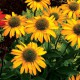 Echinacea 'Kismet ® Yellow'