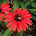 Echinacea 'Prima™ Ruby'