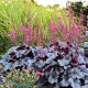 Heuchera 'Silver Gumdrop'