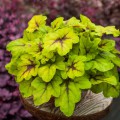 Heucherella 'Catching Fire'