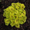 Heucherella 'Catching Fire'