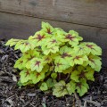 Heucherella 'Catching Fire'