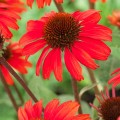 Echinacea 'SunSeekers Red' ®