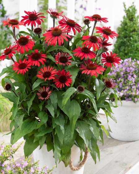 Echinacea 'SunSeekers Red' ®