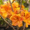 Rhododendron luteum 'Goldköpfchen'