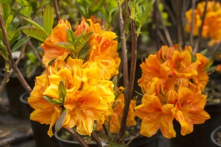 Rhododendron luteum 'Goldköpfchen'