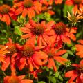 Echinacea 'Sombrero® Adobe Orange'