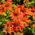 Echinacea 'Sombrero® Adobe Orange'