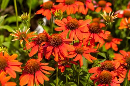 Echinacea 'Sombrero® Adobe Orange'