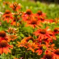 Echinacea 'Sombrero® Adobe Orange'