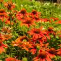 Echinacea 'Sombrero® Adobe Orange'