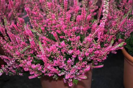 Calluna vulgaris 'Arabella'